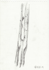 Observation, Trees and wood