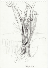 Observation, Trees and wood